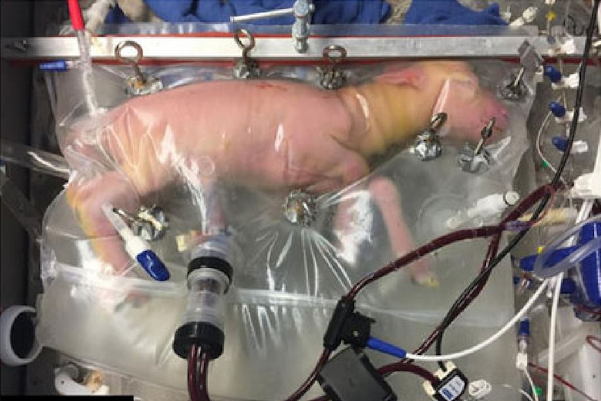 A lamb in an artificial womb.