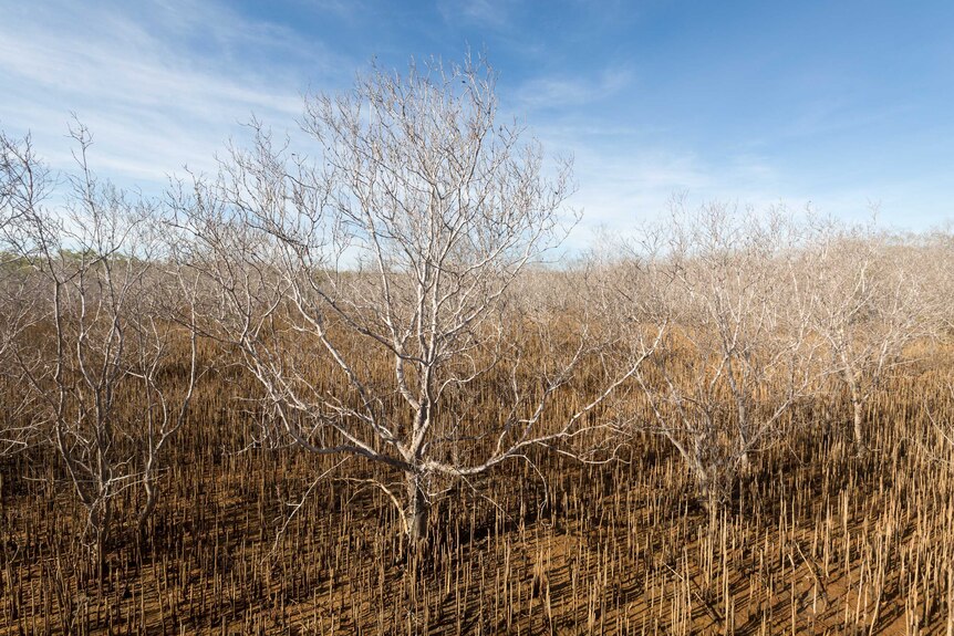 A sea of dead mangroves
