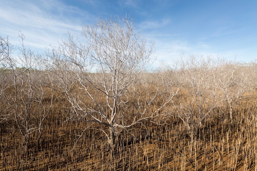 A sea of dead mangroves