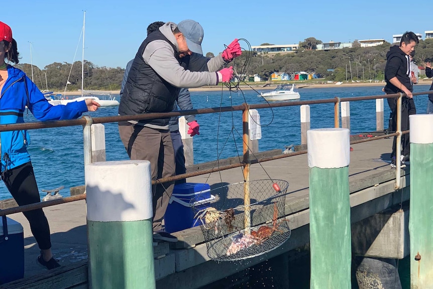 A fisherman on a pier lifts a net with giant spider crabs out of the water.