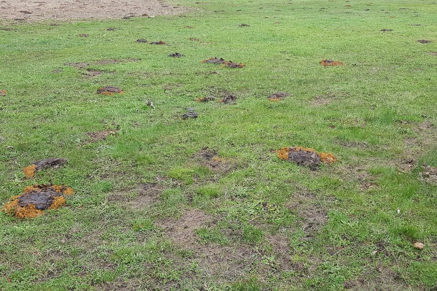 Cow poo after it has been processed by dung beetles on grass.
