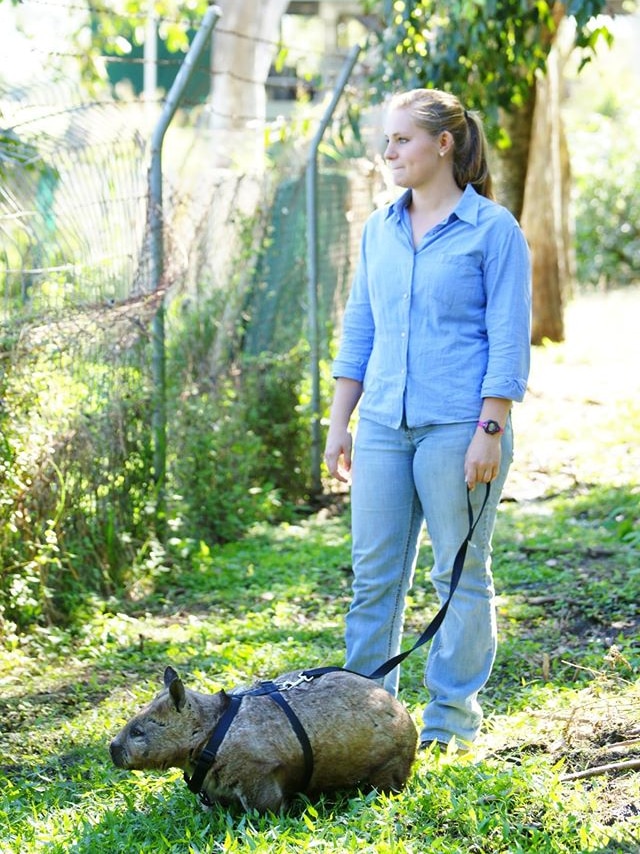 Rockhampton Zoo wombat Katie being walked by intern Mallory