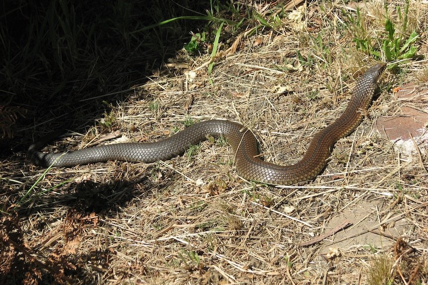 A light brown colour snake in dry grass