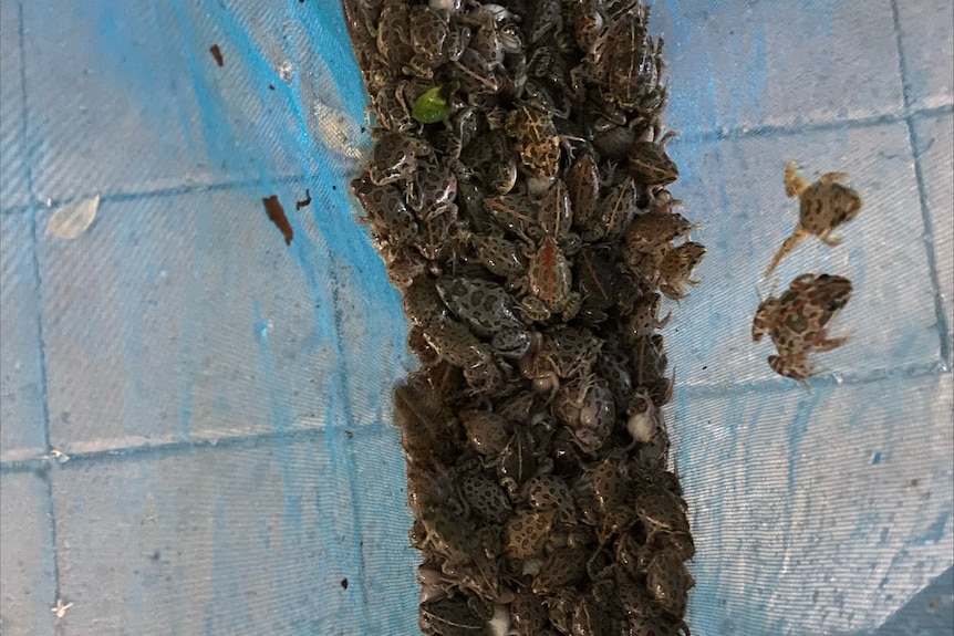 A swimming pool net full of frogs.