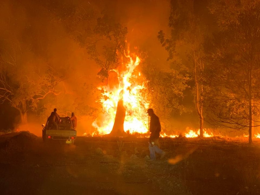 Tree on fire at Yulgilbar Station.