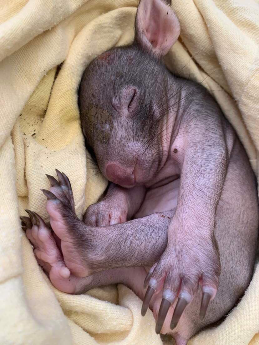 A baby wombat named Moss