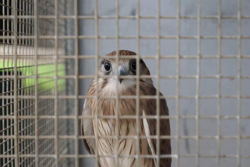 A brown and white bird with large black eyes looks through a wire cage.