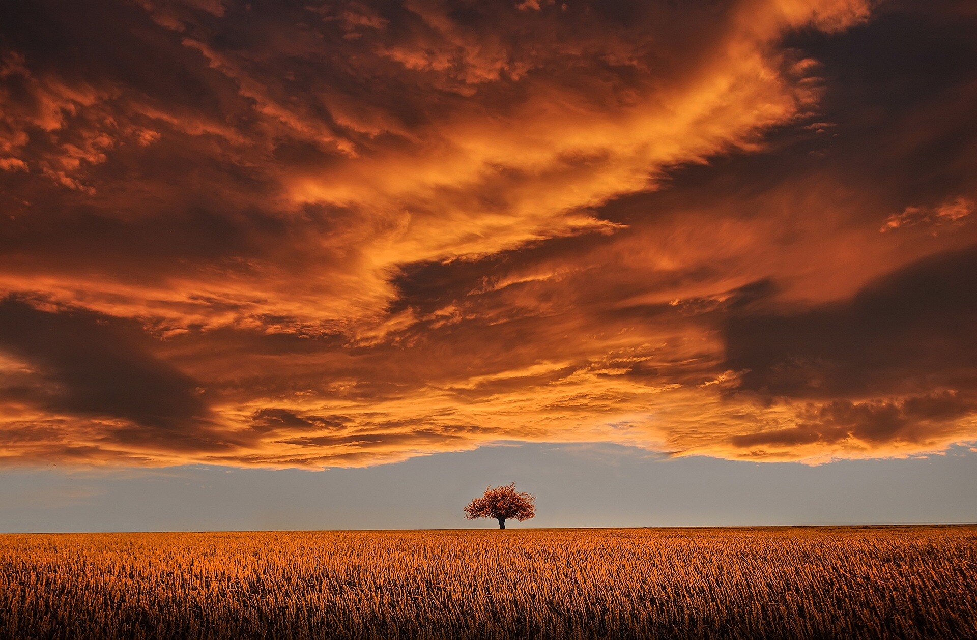 A lone tree in a golden field under a dramatic orange sunset sky.