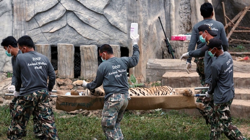 Tigers taken from Thai temple