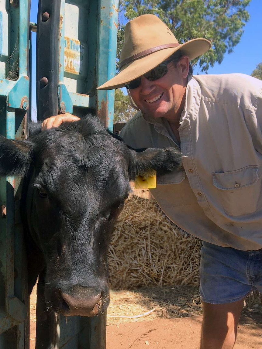 Tony Sudlow with Belinda the Black Angus Heifer