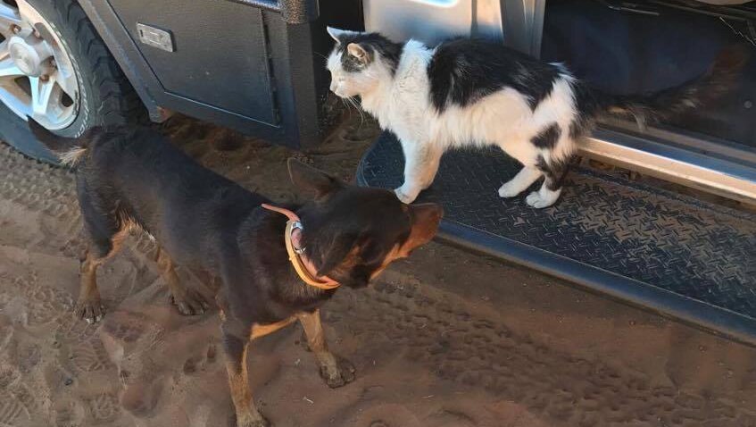 Bobby the cat standing on a ute next to a dog.
