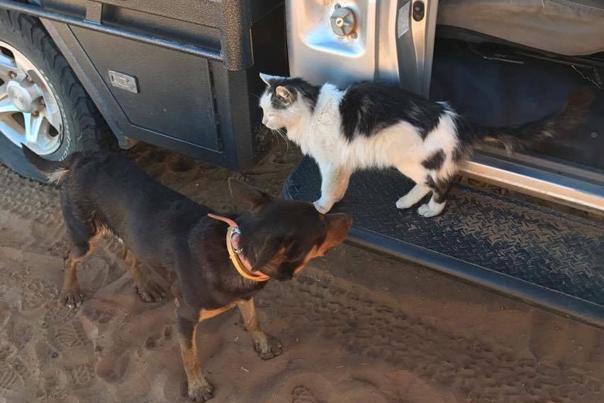 Bobby the cat standing on a ute next to a dog.