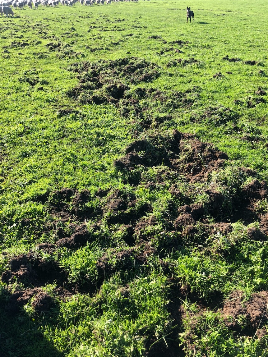 A paddock with the grass torn up and muddy.