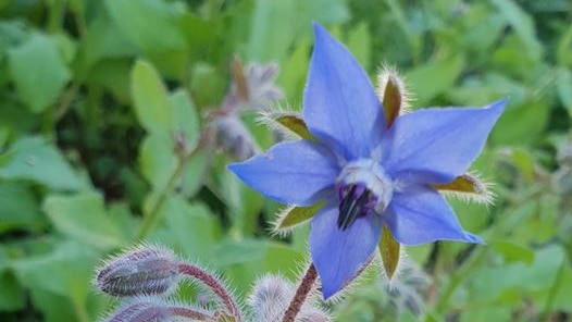A plant with a purple flower and furry seeds is used to make a soothing medicinal tea.