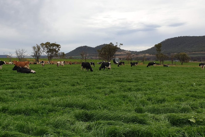 Cows in a lush ryegrass field.