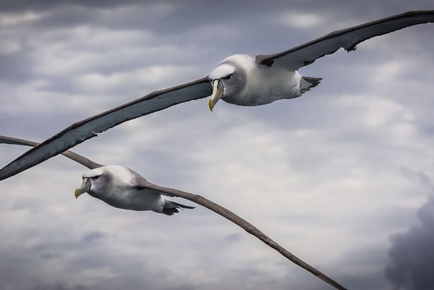 Two big white birds fly