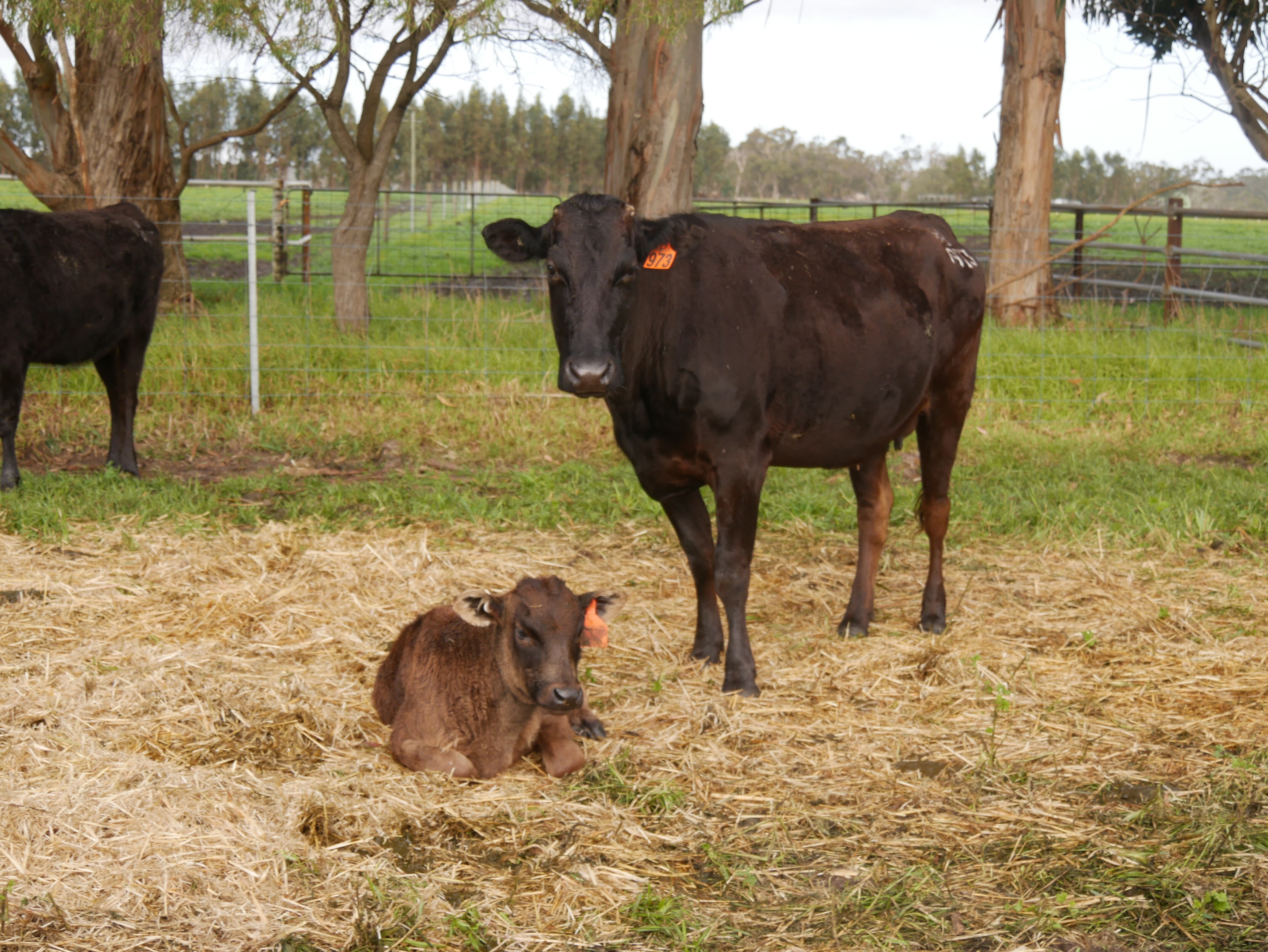 A calf lies down in the grass near his mother.