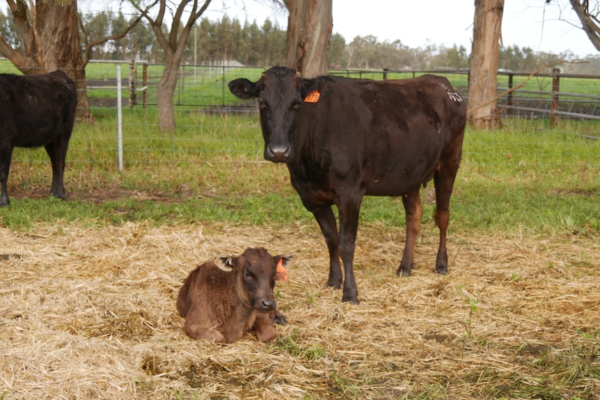 A calf lies down in the grass near his mother.
