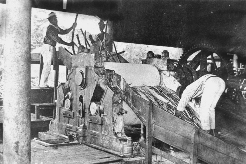old black and white image of workers stand around mill machinery, feeding long stalks of cane through rollers