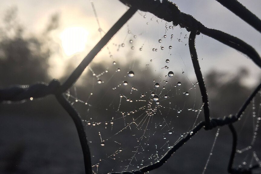 A close up of dew in a spider web