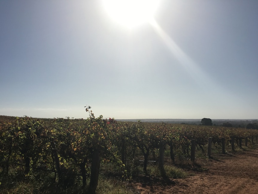 One of a handful of organic and biodynamic vineyards in South Australia's Riverland.