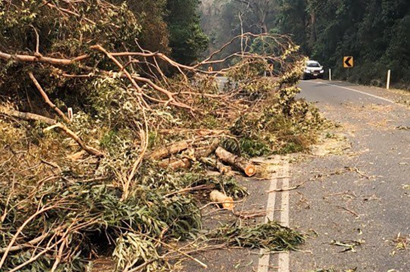 Cunningham Highway blocked by tree debris from bushfires in the area.