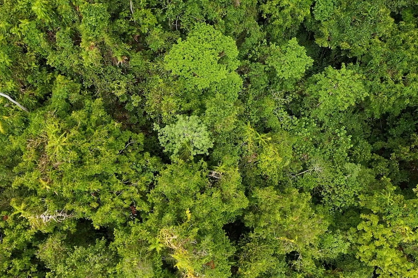 A birds-eye-view of a lush green rainforest.