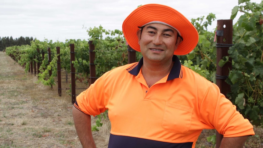 Faraz Ali working on a vineyard