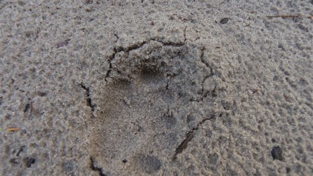 Paw print of a feral cat on world heritage-listed Fraser Island off south-east Queensland.