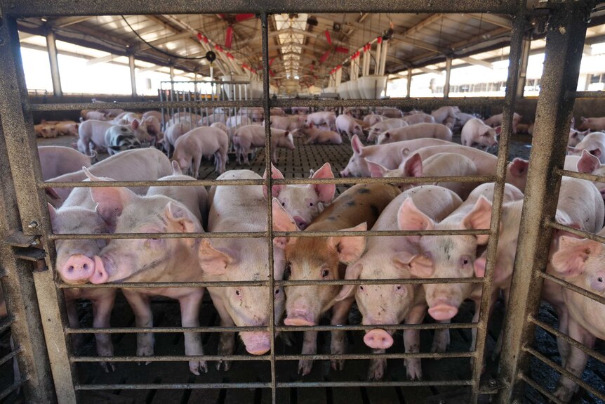A group of pigs stand at the edge of a WA piggery