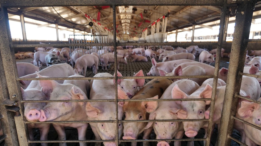 A group of pigs stand at the edge of a WA piggery