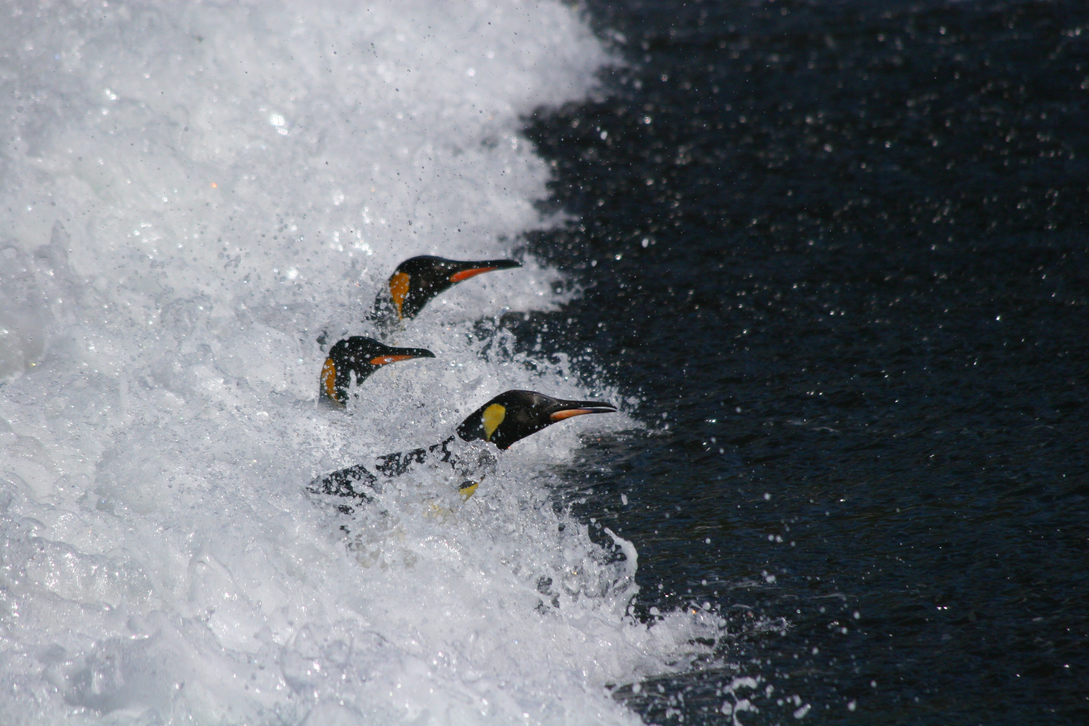 Heads of three penguins surfing through waves.