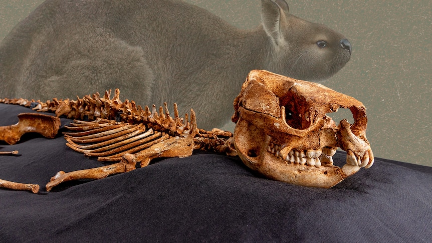 A collage showing the short-nosed kangaroo artist impression and it's real life skeleton on display.