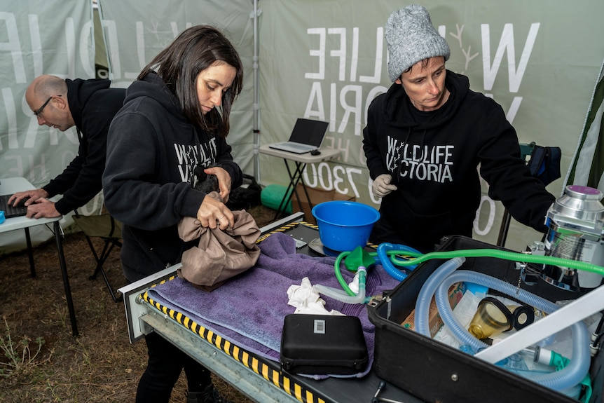 Two people treat injured birds inside a tent