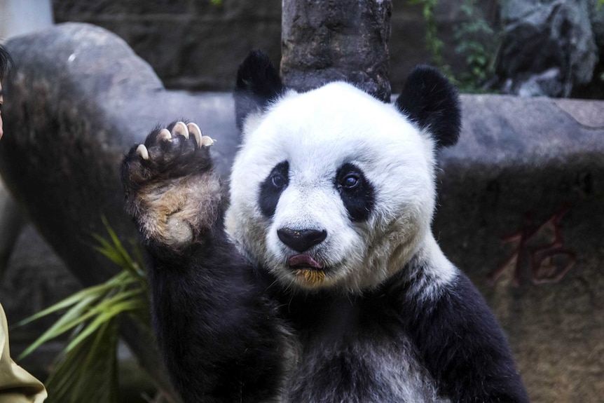 Basi the giant panda has one paw in the air