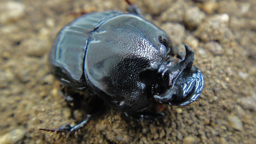 An adult Bubas bubalus dung beetle.