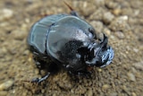 An adult Bubas bubalus dung beetle.