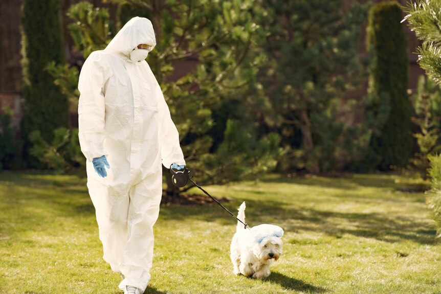 A person wearing protective personal equipment walking a white dog in the grass.