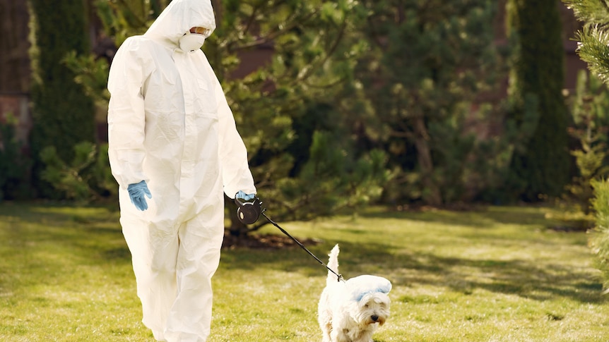 A person wearing protective personal equipment walking a white dog in the grass.