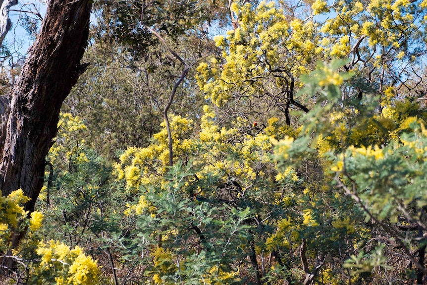 Picture of a forest with yellow wattles.