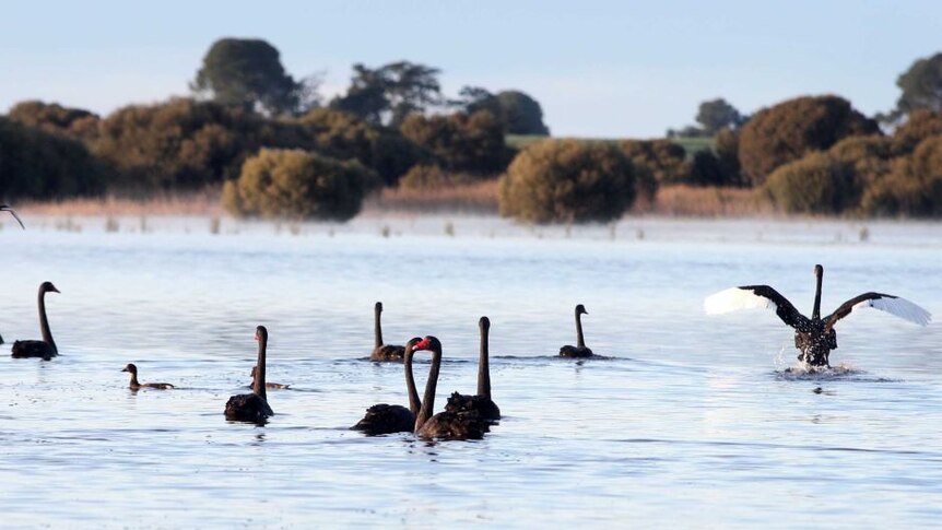 Black swans sit in Bool Lagoon with trees in the background.