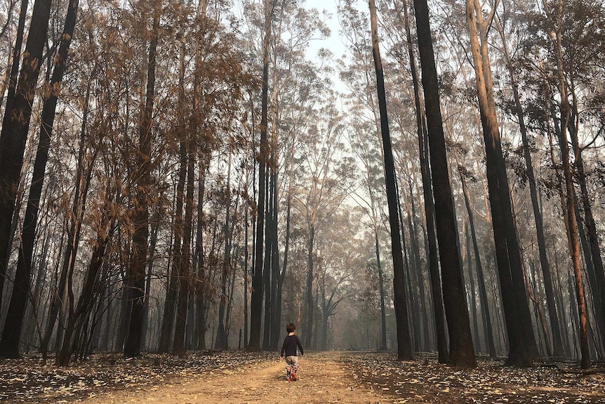 A child walks between burnt trees.