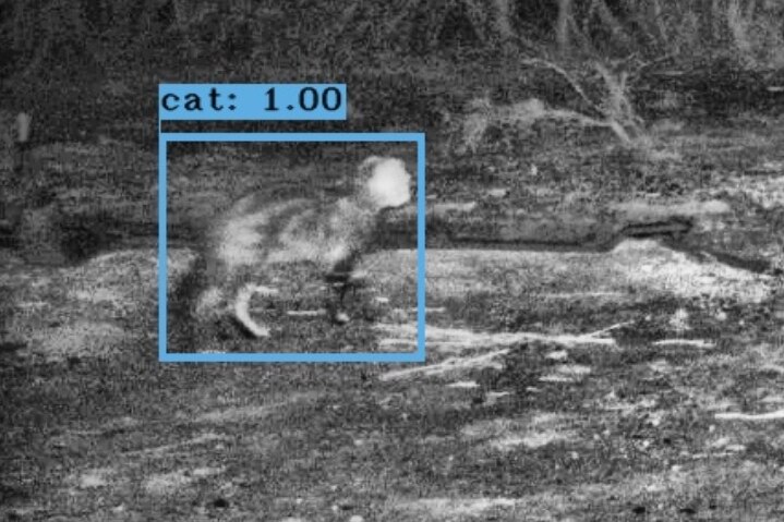 A picture taken at night of a feral cat sneaking up on a marsupial. 