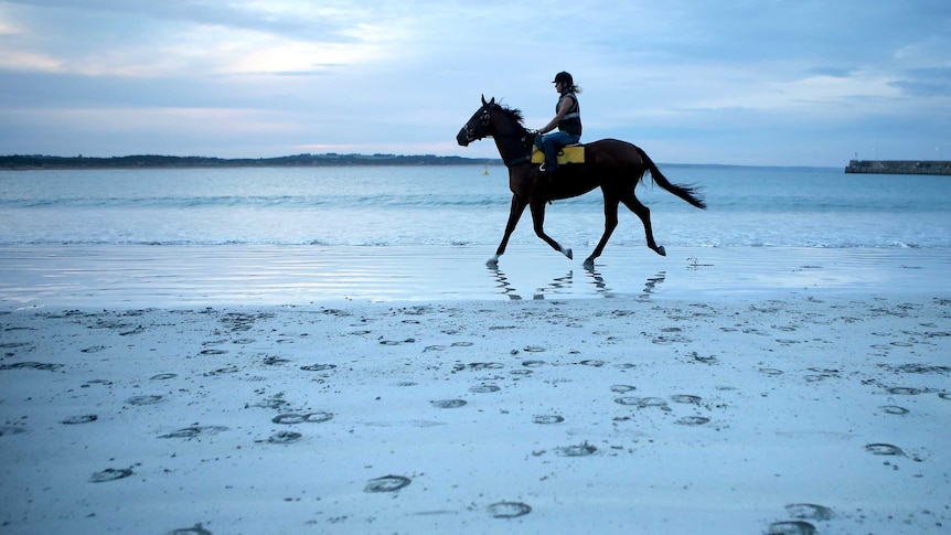 A racehorse trains on the beach in Warrnambool