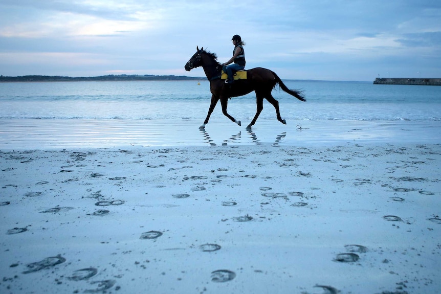 A racehorse trains on the beach in Warrnambool
