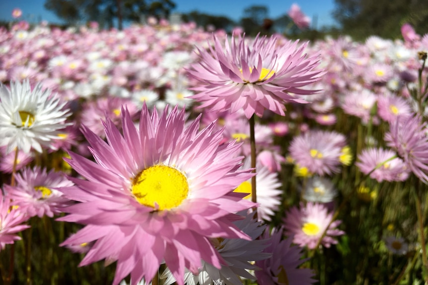 A pink everlasting with a yellow centre.