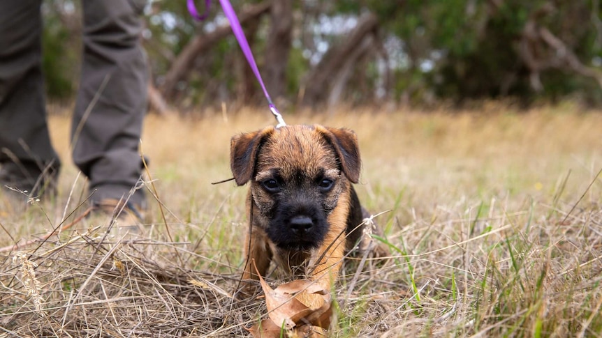 A border terrier pup