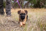 A border terrier pup