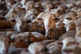 Image of hundreds of sheep being held in an open air shed, waiting for export.