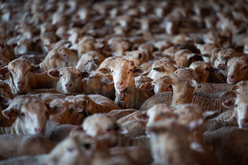 Image of hundreds of sheep being held in an open air shed, waiting for export.